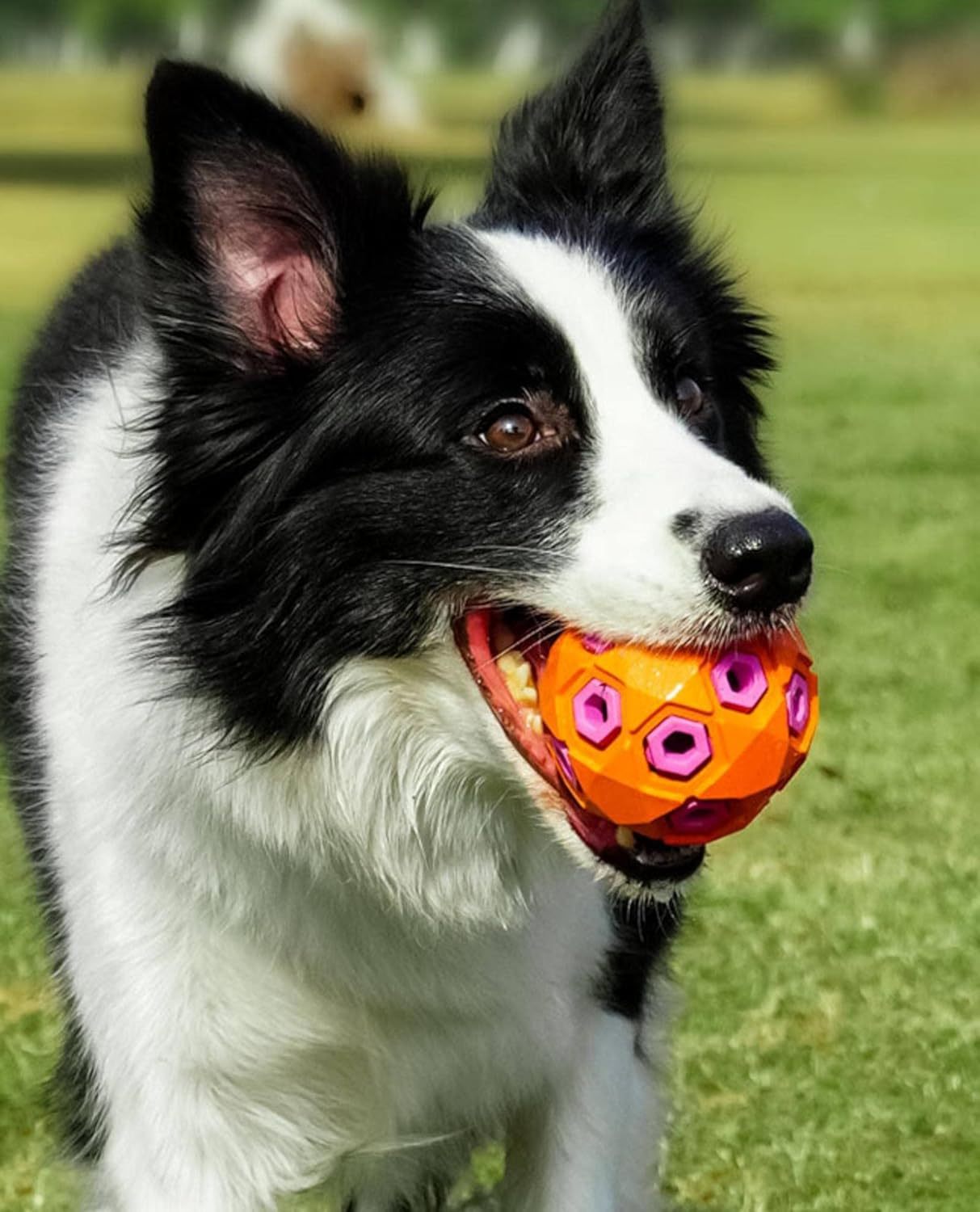 ActivePaw Rugby Ball
