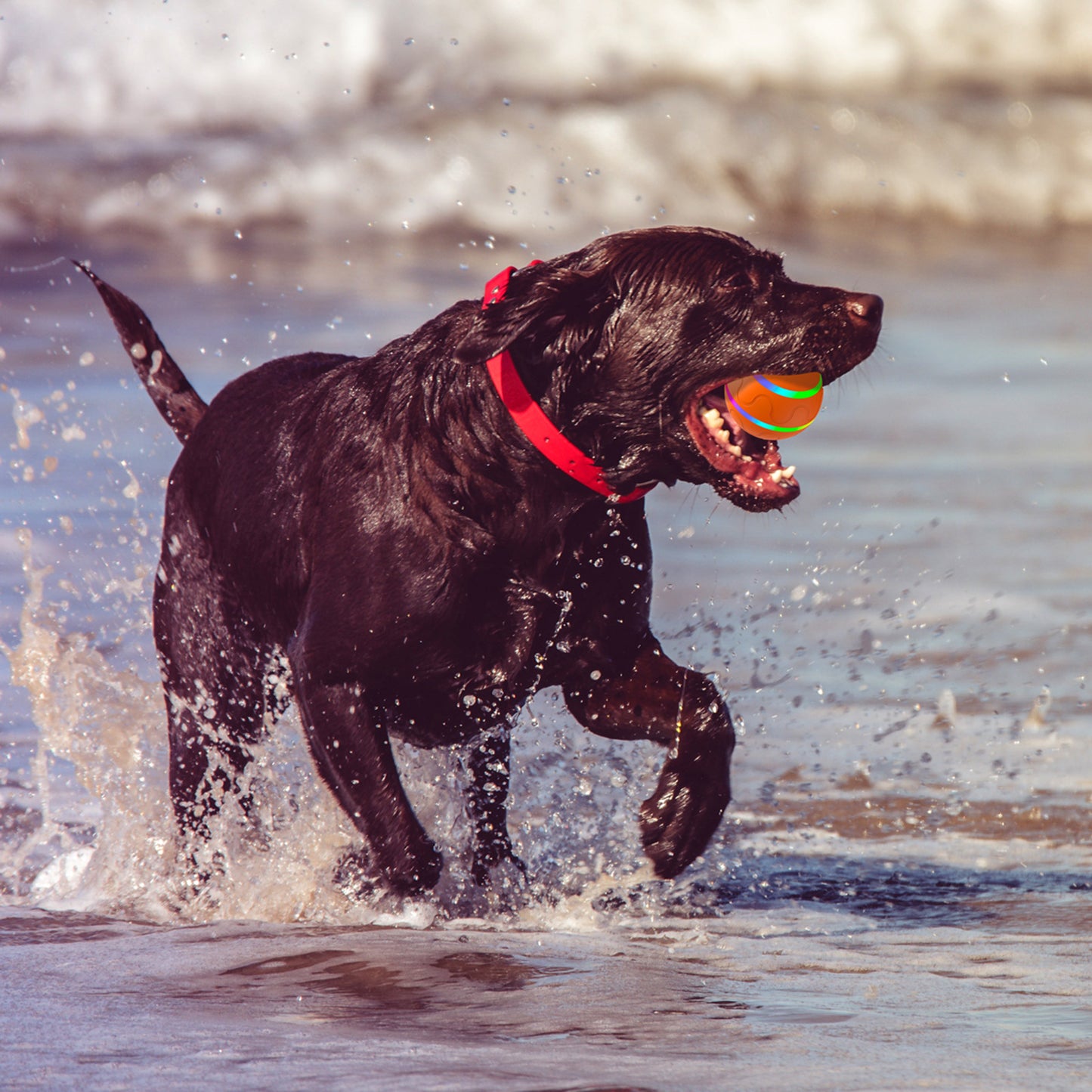 Self-rolling ActivePaw TurboBall for large, active dogs, featuring chew-proof TPU