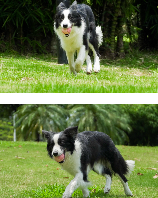 Dog running to fetch ChewFlex Fetch Ball during outdoor play on grass