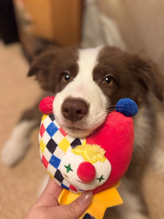 Dog holding SoftPals Circus Squeaker plush squeaky toy during indoor play