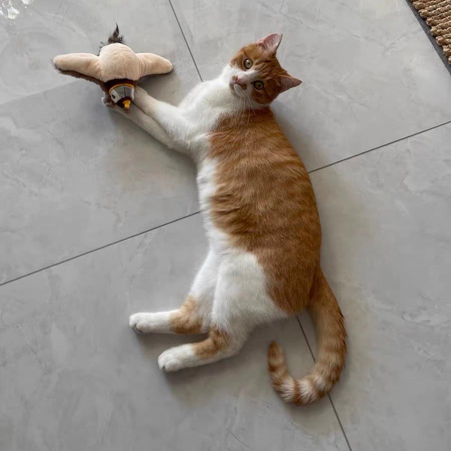 activepaw-toy-cat-hunting-instincts