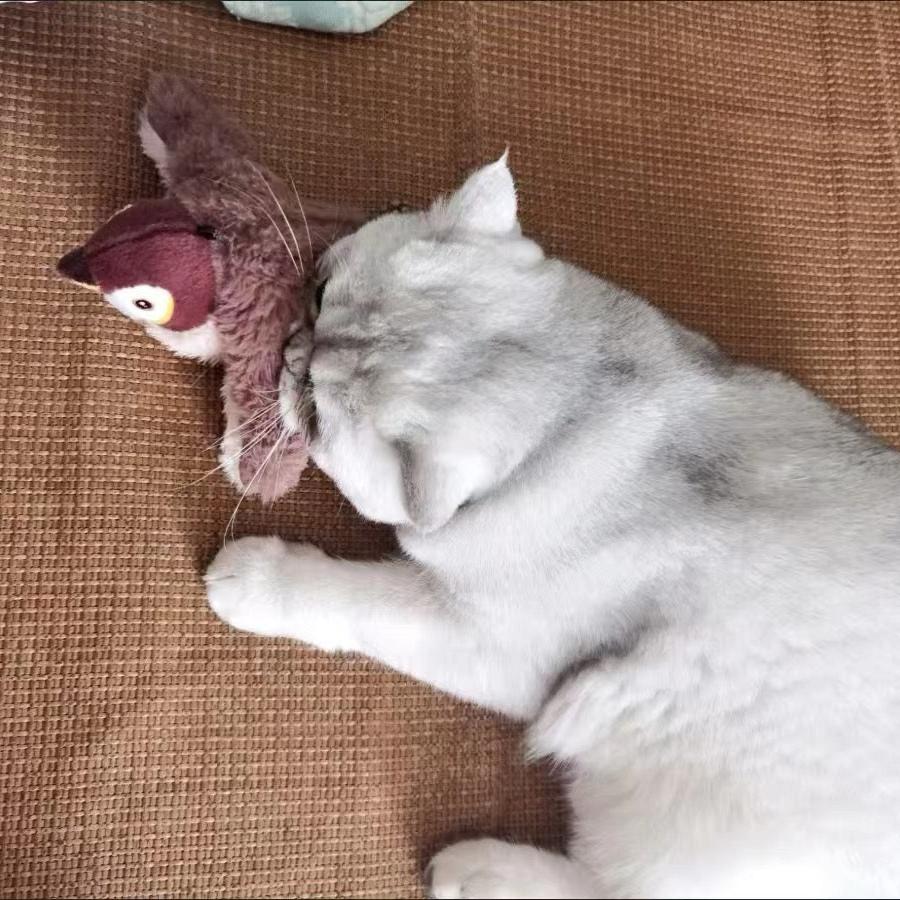 chirping-sound-cat-toy-activepaw-flappy