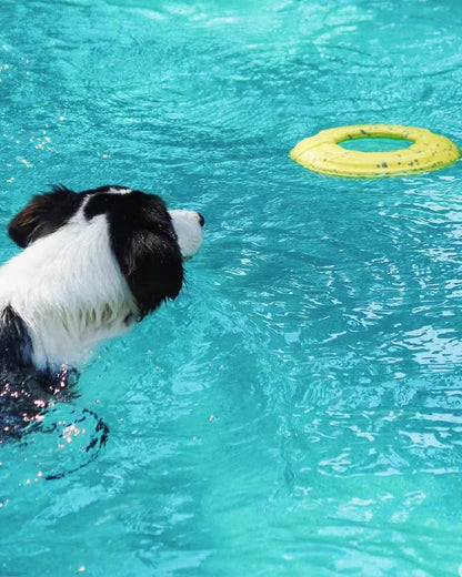 Dog playing water fetch with ActivePaw Adventure Duo floating ring toy