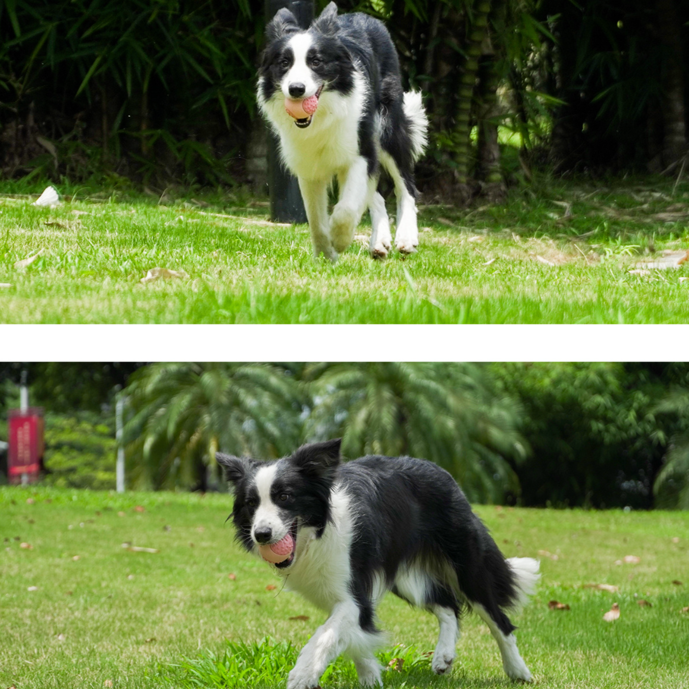 ColorFlex Fetch Ball
