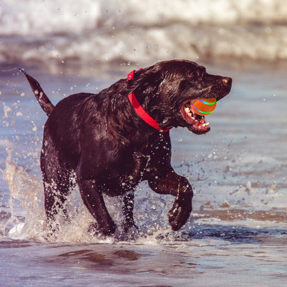 Self-rolling ActivePaw TurboBall for large, active dogs, featuring chew-proof TPU