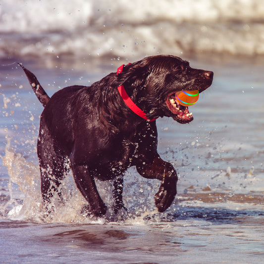Self-rolling ActivePaw TurboBall for large, active dogs, featuring chew-proof TPU