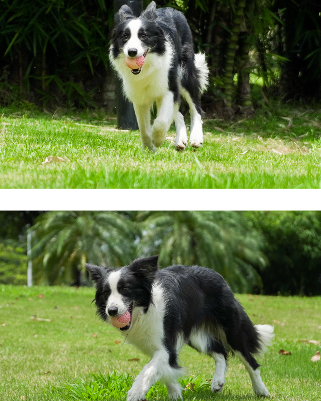 Dog running to fetch ChewFlex Fetch Ball during outdoor play on grass