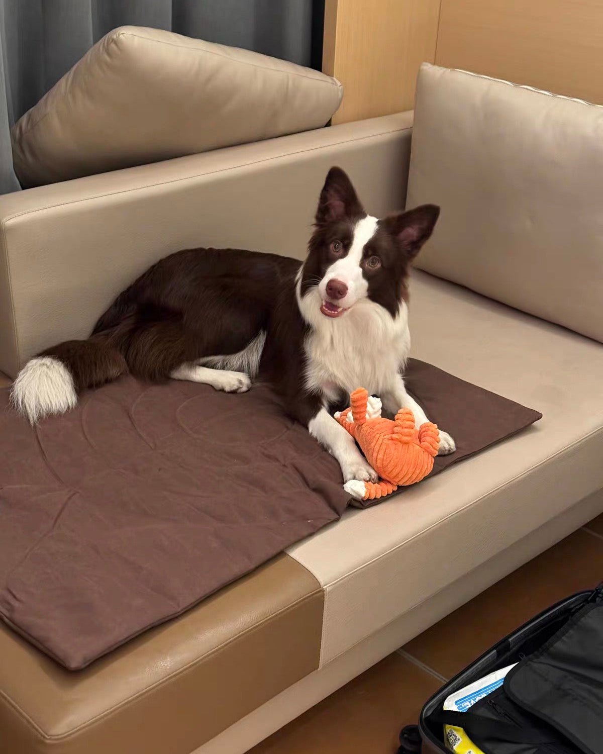 Dog resting on Voyager Foldaway Travel Mat on a sofa for everyday comfort at home