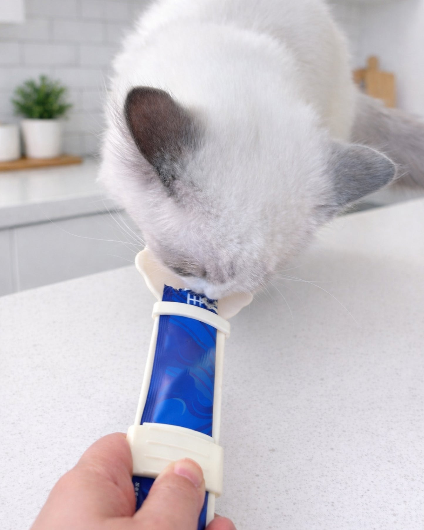 Cat licking puree treat from WhiskerBloom TreatStrip Spoon for cleaner feeding
